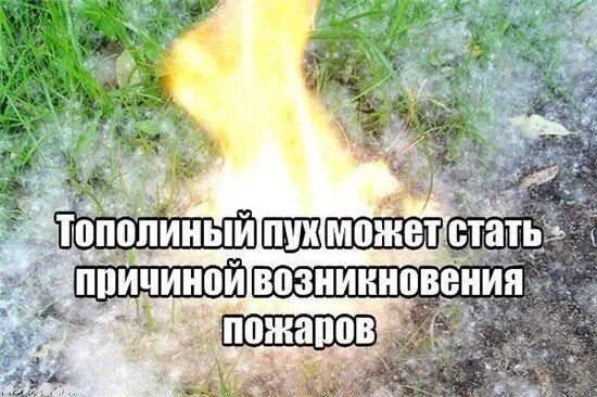 Тополиный пух может стать причиной пожара